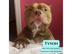 Adopt Tyson a Pit Bull Terrier