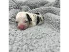 Cardigan Welsh Corgi Puppy for sale in Waco, TX, USA