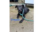 Adopt Snapper(1600 w 24th) a Mixed Breed