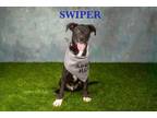 Adopt Swiper (1600 w 24th) a Mixed Breed