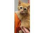 Adopt Carrot a Domestic Short Hair