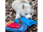 Siberian Husky Puppy for sale in Wilmington, DE, USA