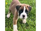 Boxer Puppy for sale in Willseyville, NY, USA