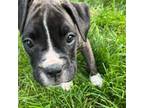 Boxer Puppy for sale in Willseyville, NY, USA