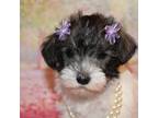 Schnauzer (Miniature) Puppy for sale in Lead Hill, AR, USA