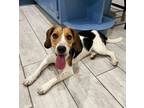 Adopt Taco a Beagle