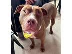 Adopt Gabe a Staffordshire Bull Terrier, Mixed Breed