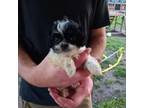 Shih Tzu Puppy for sale in Bourbon, MO, USA