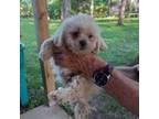 Maltese Puppy for sale in Bourbon, MO, USA
