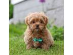 Shih-Poo Puppy for sale in Sugarcreek, OH, USA