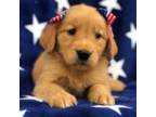 Golden Retriever Puppy for sale in Washington, IL, USA