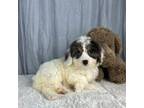 Cavapoo Puppy for sale in Greenwood, IN, USA