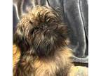 Brussels Griffon Puppy for sale in San Angelo, TX, USA