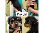 Rottweiler Puppy for sale in Bunnlevel, NC, USA