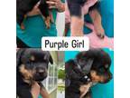 Rottweiler Puppy for sale in Bunnlevel, NC, USA