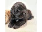 Chinese Shar-Pei Puppy for sale in Goshen, IN, USA