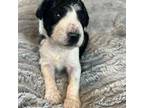 Aussiedoodle Puppy for sale in Cumming, GA, USA