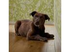 Adopt Teddy a Chocolate Labrador Retriever