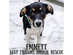 Adopt Emmett a Husky