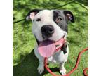Adopt Proff a American Staffordshire Terrier