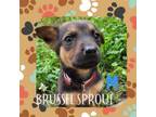 Adopt Brussel Sprout a Jack Russell Terrier, Mixed Breed