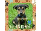 Adopt Green Bean a Jack Russell Terrier, Mixed Breed