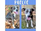 Adopt Parker (23-1473) a American Staffordshire Terrier, Labrador Retriever