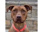 Adopt Turquesa a Mixed Breed