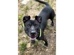 Adopt Ro-Ro a Pit Bull Terrier