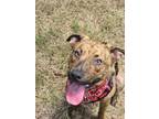 Adopt Zeus a Mountain Cur