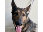 Adopt Rocky a German Shepherd Dog