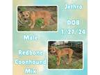 Adopt Jethro a Redbone Coonhound