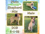 Adopt Pluto a German Shepherd Dog