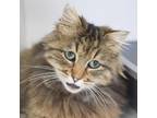 Wren Domestic Longhair Young Female