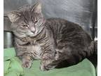 Hooter (Neutered) Pics 4/6/24 Domestic Shorthair Adult Male