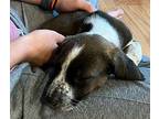 Milford Beagle Puppy Male