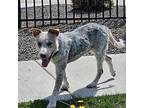 Charlie Australian Cattle Dog Young Male