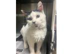 Chi Chi Domestic Shorthair Young Female