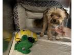 Adopt Jake III a Yorkshire Terrier
