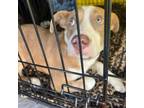 Adopt Thomas F NV a Pit Bull Terrier