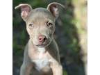 Adopt Lil Trapper a Pit Bull Terrier