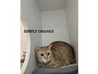 Simply Orange Domestic Shorthair Young Female