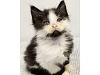 Ely Domestic Longhair Kitten Male
