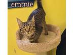 Emmie Domestic Shorthair Kitten Female