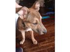 Adopt Lenny a Pit Bull Terrier, German Shepherd Dog