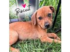 Adopt Biscuit a Labrador Retriever, Mixed Breed
