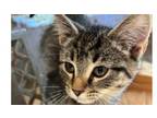 Adopt Frisky a Domestic Short Hair