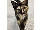 Temperance Domestic Shorthair Kitten Female