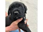 Adopt Chase a Terrier, Labrador Retriever