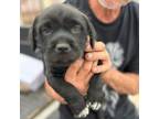 Adopt Creed a Terrier, Labrador Retriever